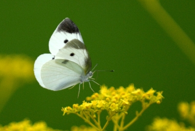「菜虫化蝶　写真」の画像検索結果