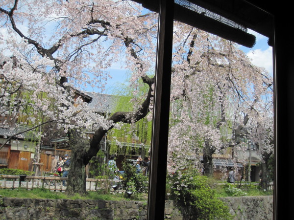 窓辺からの桜