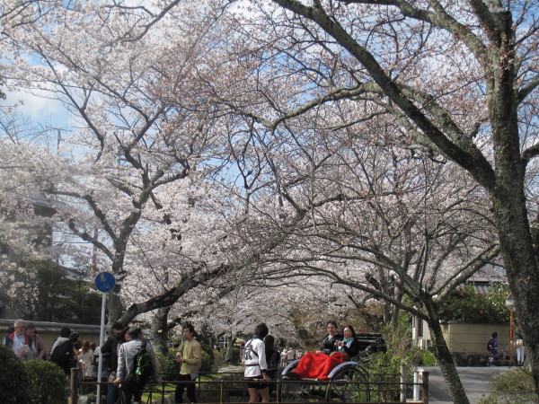 桜と人力車