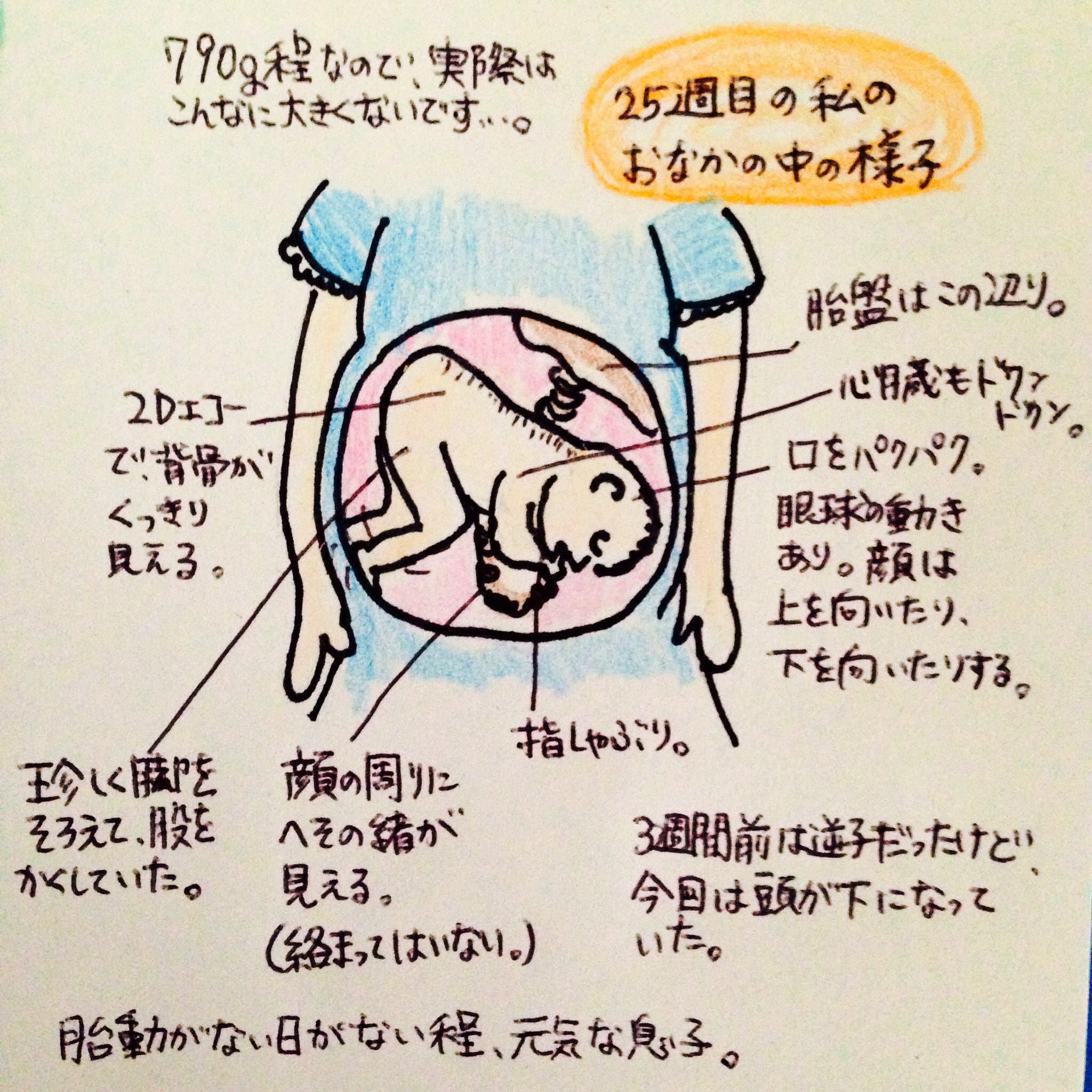 胎動 妊娠6ヶ月 膀胱を蹴ってるの？｜妊娠中期（5～7ヶ月）｜妊娠・出産・育児に関する総合情報サイト【ベビカム】