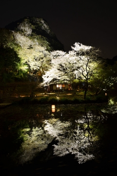 夜桜(2)