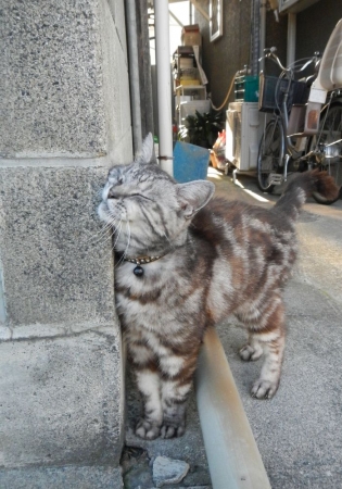 松本城ちかくの猫さん