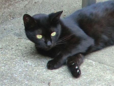 外黒猫1