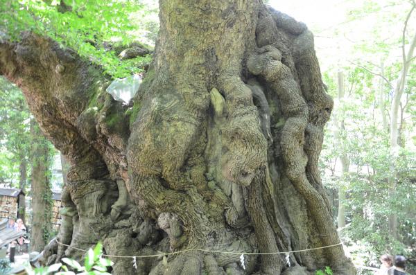 樹齢２０００年の大樟　幹周り23.9m 日本１は鹿児島県蒲生の大クス24.2m
