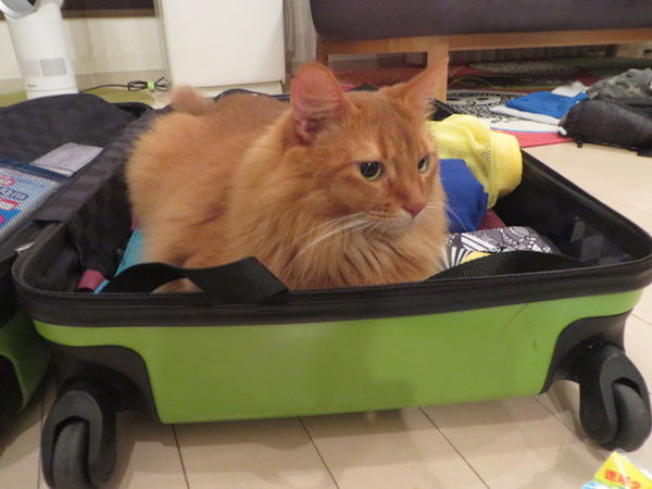 スーツケースに入るごろちゃん
