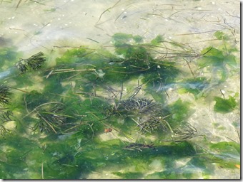 14072507 アオサやミルなどの海藻とアマモ
