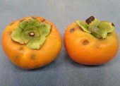柿の害