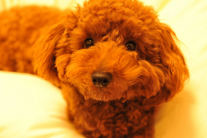 日本で一番人気がある犬種って何？