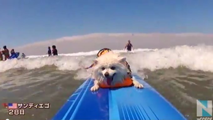 犬限定のサーフィン教室が開催された！？（アメリカ）