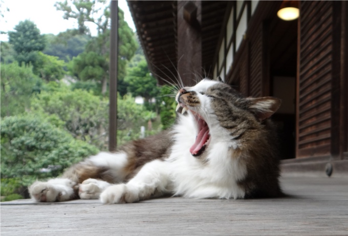 円覚寺でのんびり暮らす2匹の猫（鎌倉）_かなちゃん