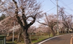 桜前線