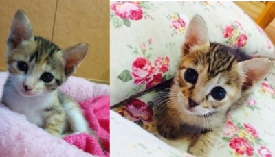 foster kittens1 resized