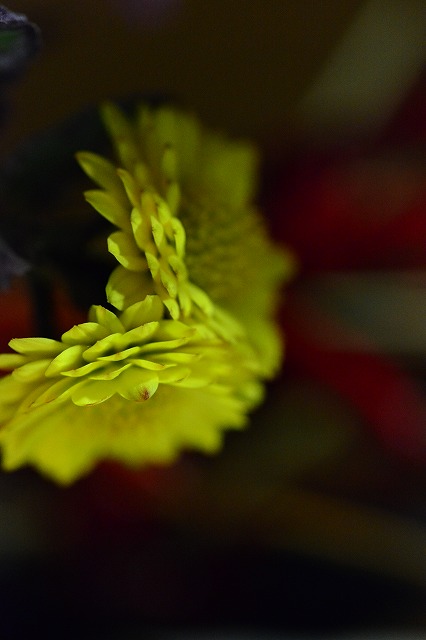 花瓶の菊