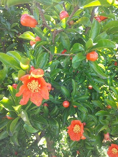 オレンジ花.jpg