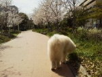 桜咲く時期まったり散歩