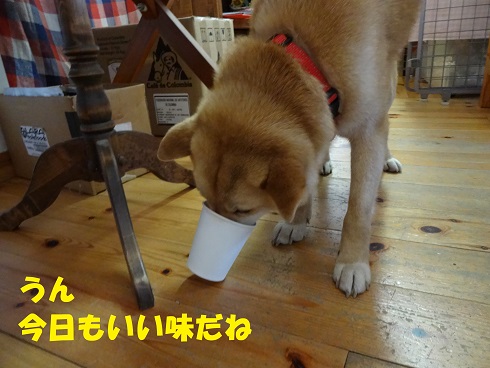 犬　タワーコーヒー２