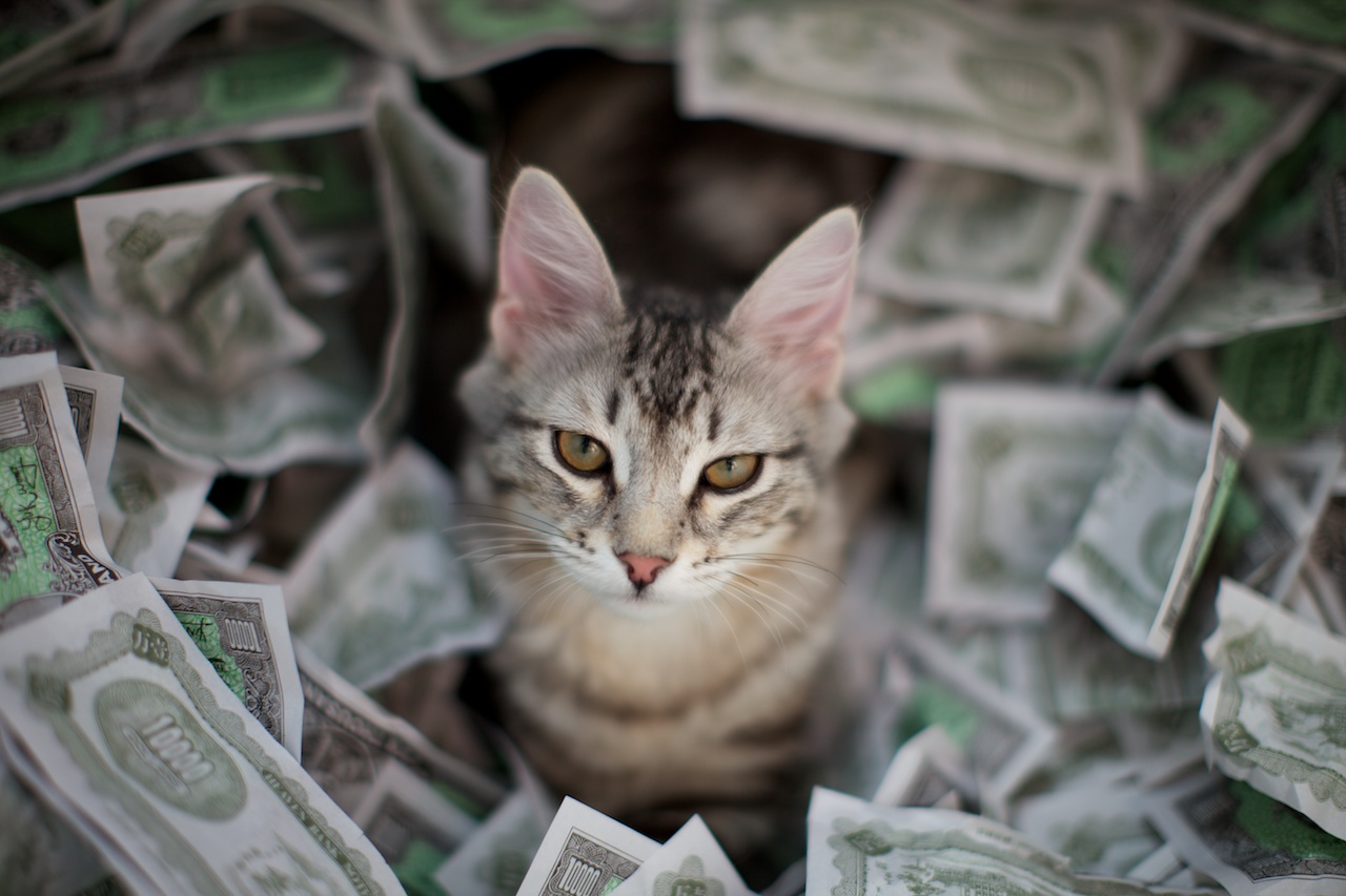 Money-Cat.jpg