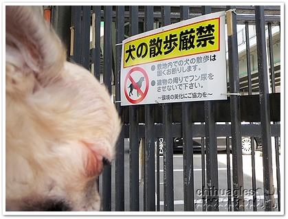 犬の散歩禁止