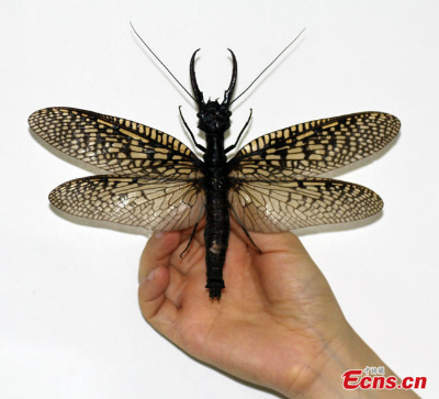 worlds-largest-aquatic-insect-china.jpg