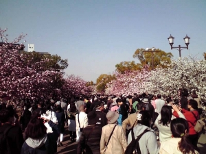 造幣局 桜の通り抜け 2014 Part1（入口付近）