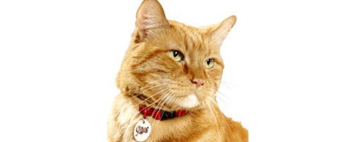 アメリカ大統領選に立候補した猫がいるって本当？