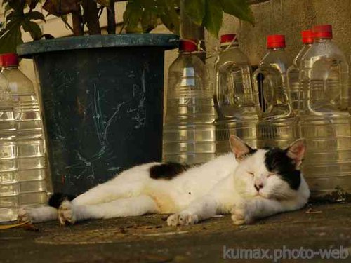 水入りペットボトルの猫避けは全然効かないことが判明