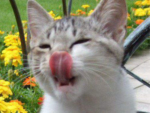 猫の舌がザラザラしている理由