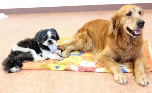茨城県つくば市に全国最大規模の老犬介護ホームが開設