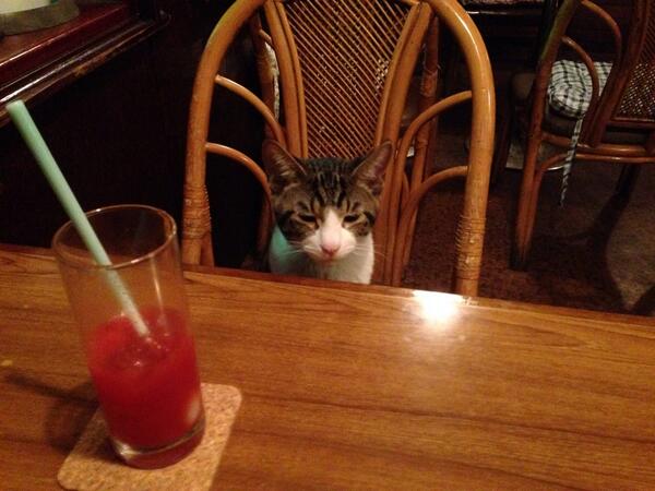猫カフェならぬ猫居酒屋が話題に！猫酒はいかが？（東京都・江古田）