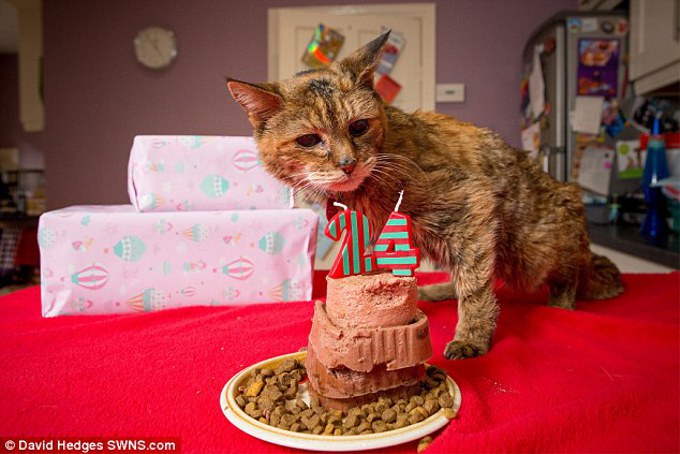 イギリス在住の猫「ポピー」が世界最長寿猫にギネス認定！年齢は24歳