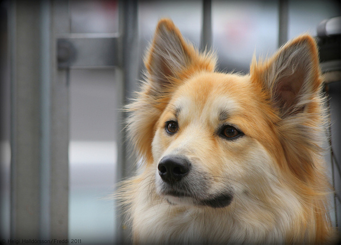 日本で一番人気がある犬種って何？