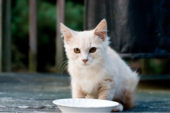 猫の一日の食事量を「制限している？」「制限していない？」。多数派はどっち？