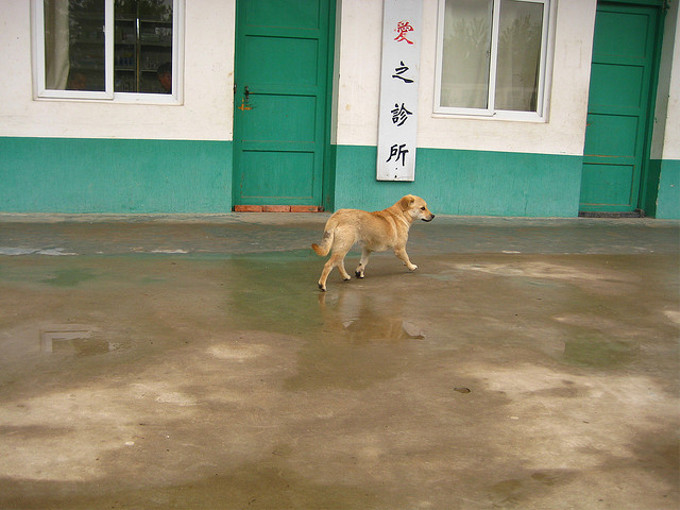 愛犬家が猛抗議 中国で夏至の日に「犬肉祭り」・・・