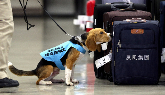 「検疫探知犬」として空港で大活躍している犬種とは？