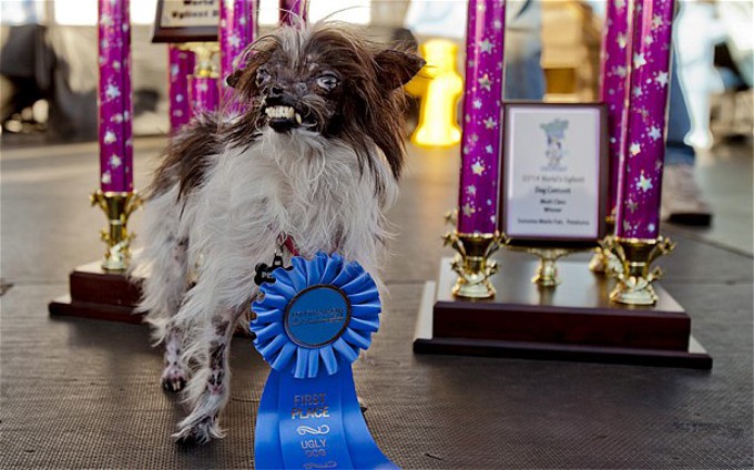 「世界で最も醜い犬コンテスト(2014)」で優勝した犬はどんな犬？