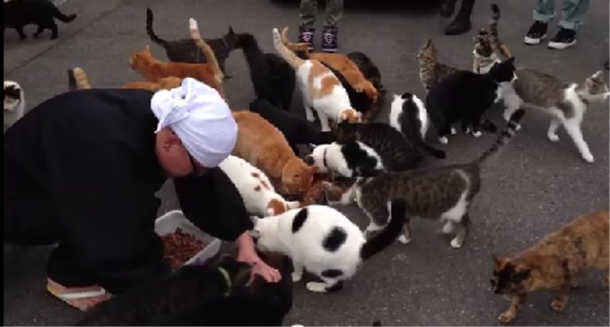 捨て猫50匹以上保護！捨てられた猫を保護する猫寺（福井）
