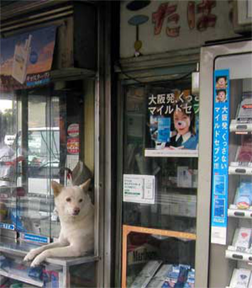 犬がタバコ屋の店番を始めました