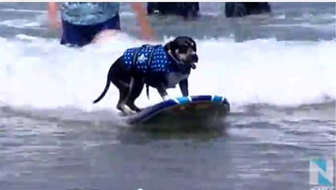 犬限定のサーフィン教室が開催された！？（アメリカ）