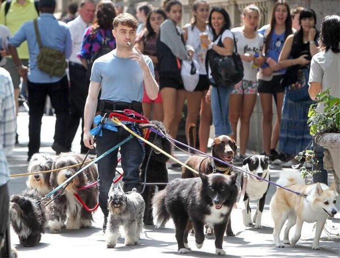 ハリーポッターのダニエル・ラドクリフが10匹以上の犬と散歩していると話題に