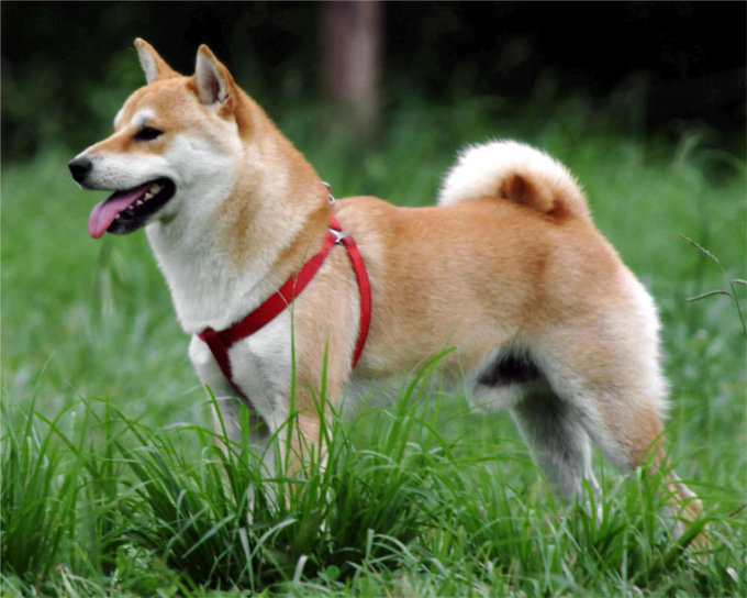 日本犬は全部で6犬種。その犬種とは？