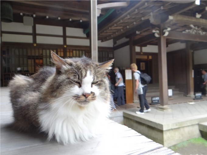 円覚寺でのんびり暮らす2匹の猫（鎌倉）_かなちゃん