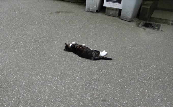 円覚寺でのんびり暮らす2匹の猫（鎌倉）_しいちゃん