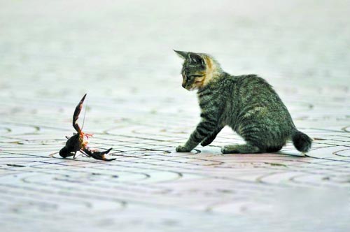 猫vsザリガニ！ザリガニが大ピンチ