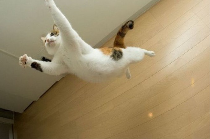 猫ってどれくらい高く跳べるの？