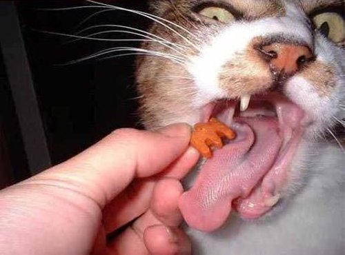 キャットフードを食べる猫の表情が・・・