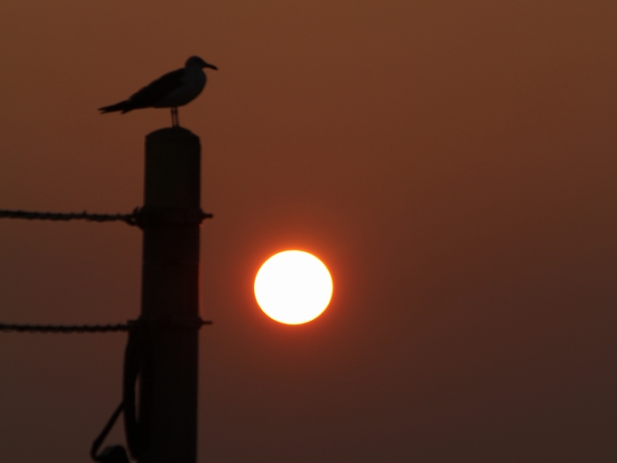 徳光海岸　海鳥のシルエットと夕日