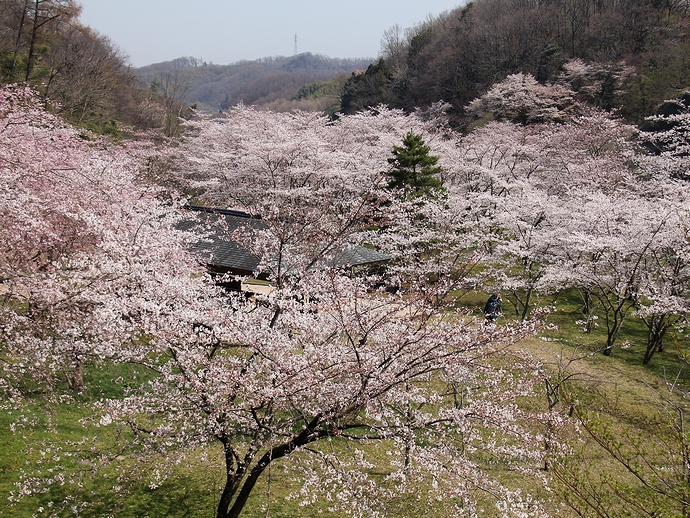桜色に染まる四百年の森（金沢市卯辰山）