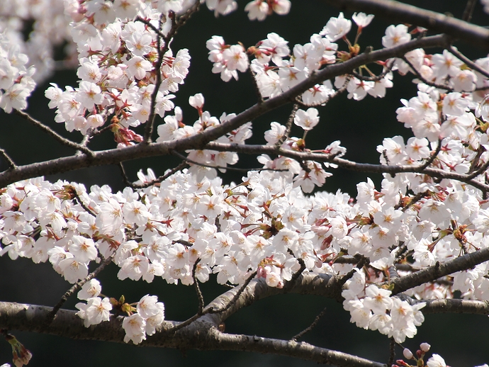 金沢市「四百年の森」　ほぼ満開の桜