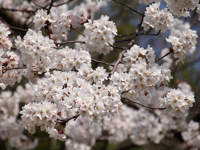 金沢市「四百年の森」　ほぼ満開の桜