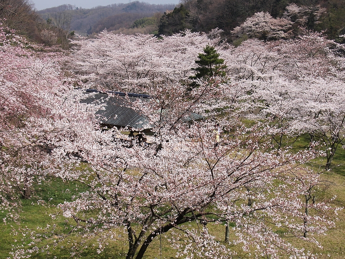 卯辰山「四百年の森」の桜